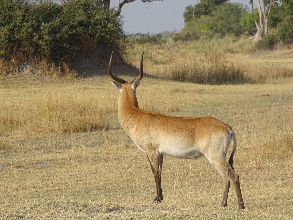 Antilope Botswana