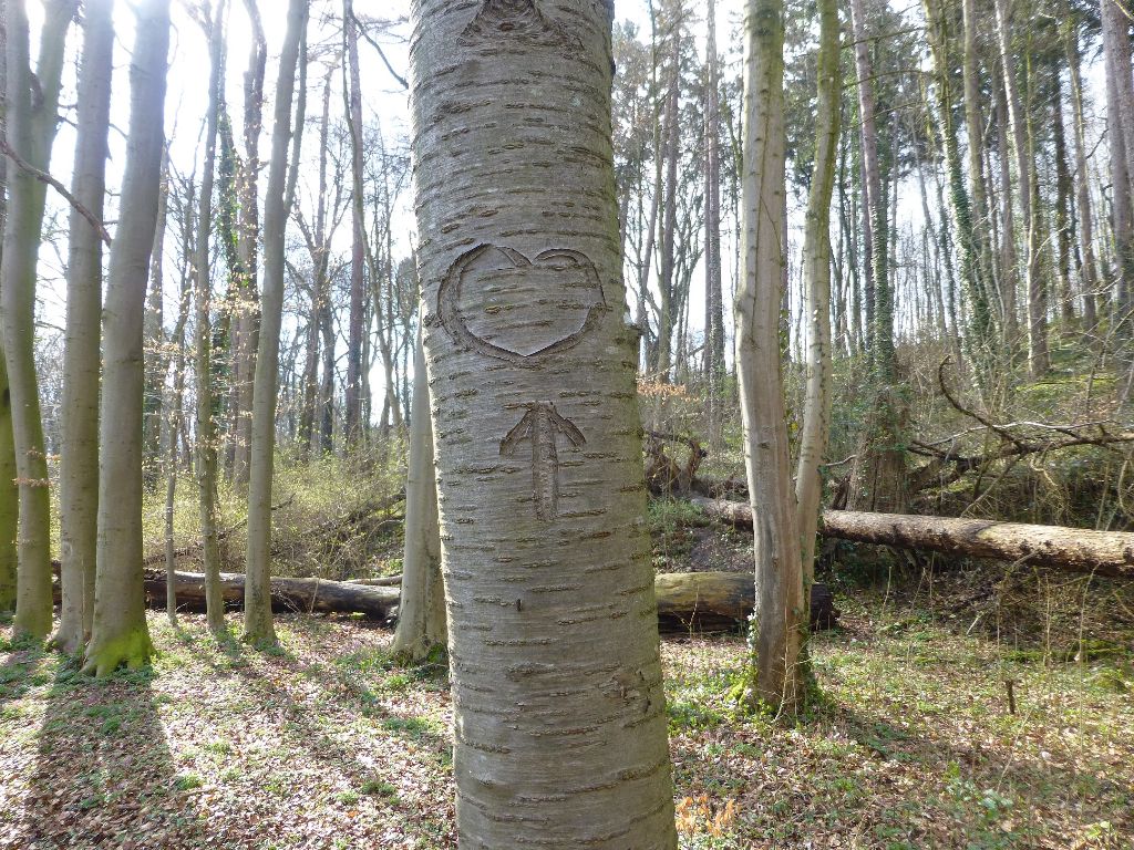 Baum mit Herz Aachen