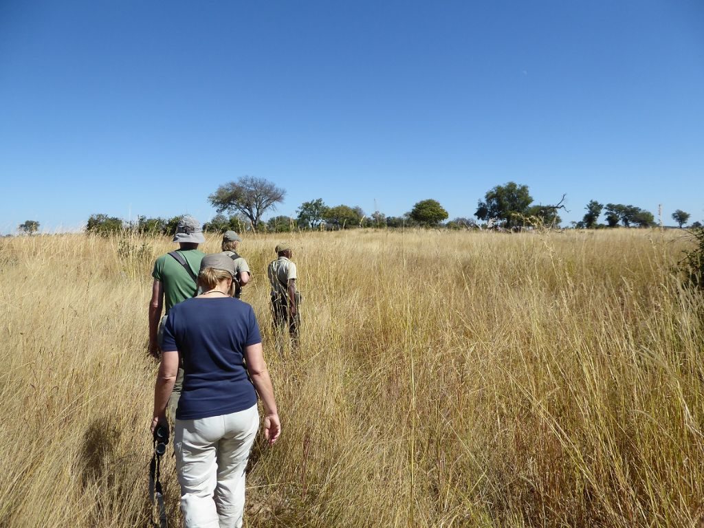Durchs Gras Pirschen Okavango Delta