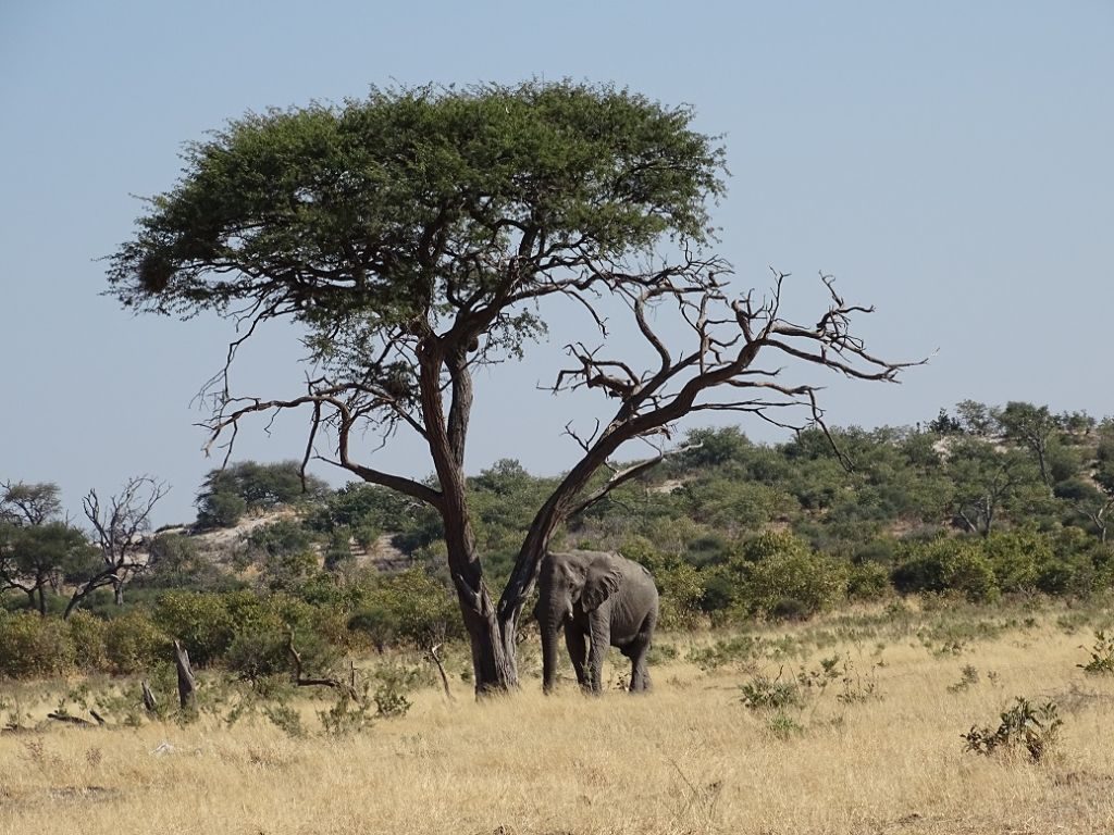 Elefant Marula Baum