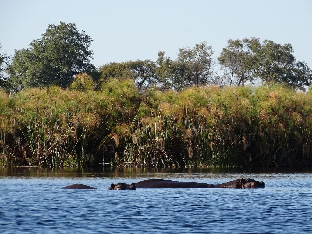 Flußpferde Okavango Delta