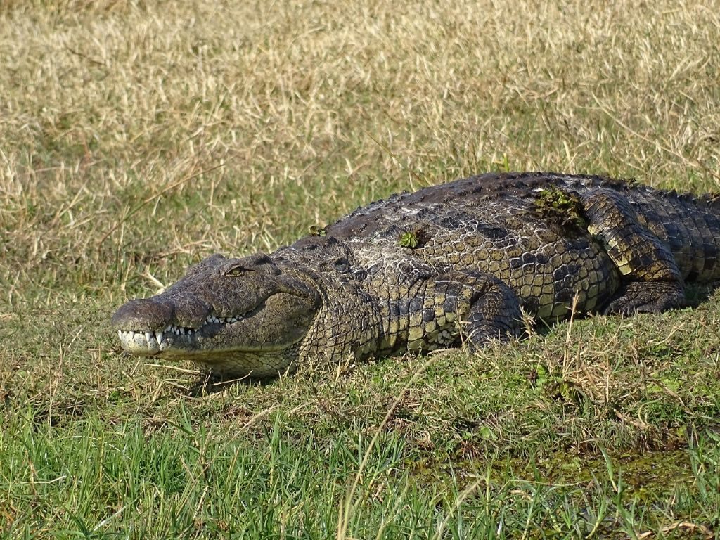 Krokodil Afrika Moremi Botswana