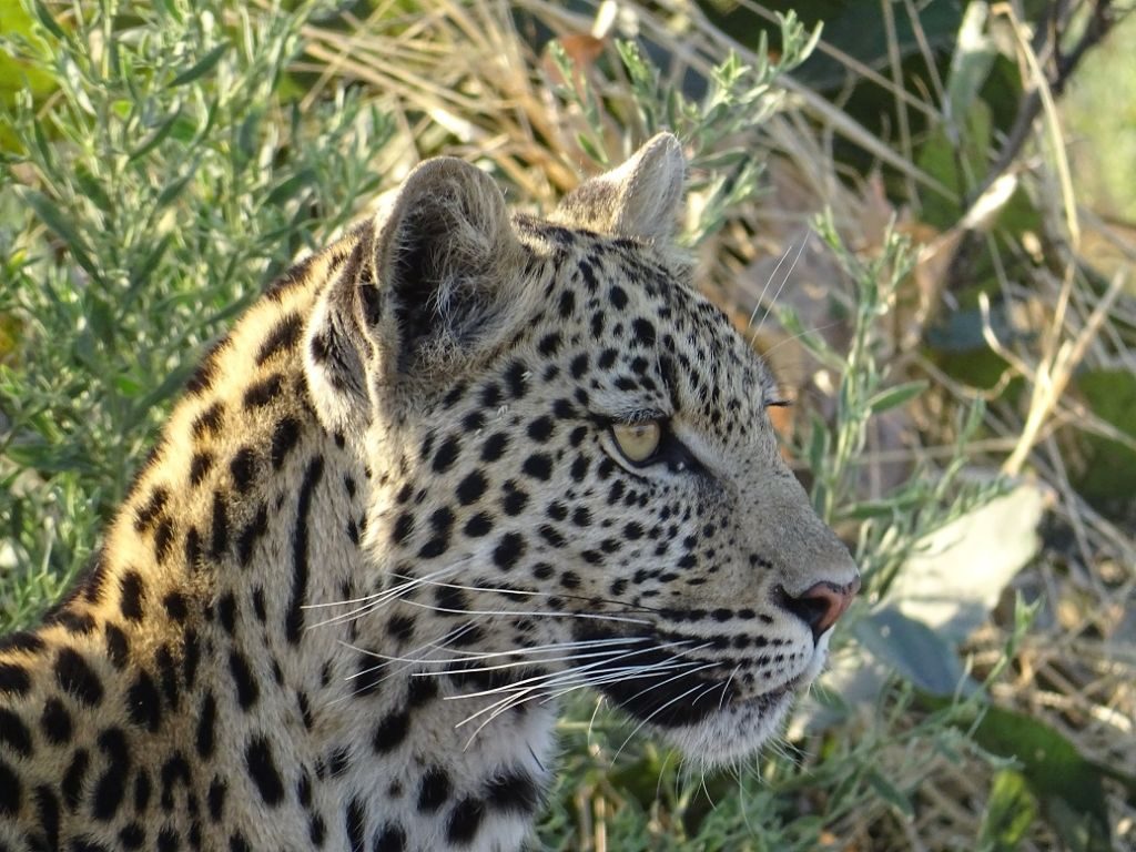 Leopard Botswana Savuti Afrika