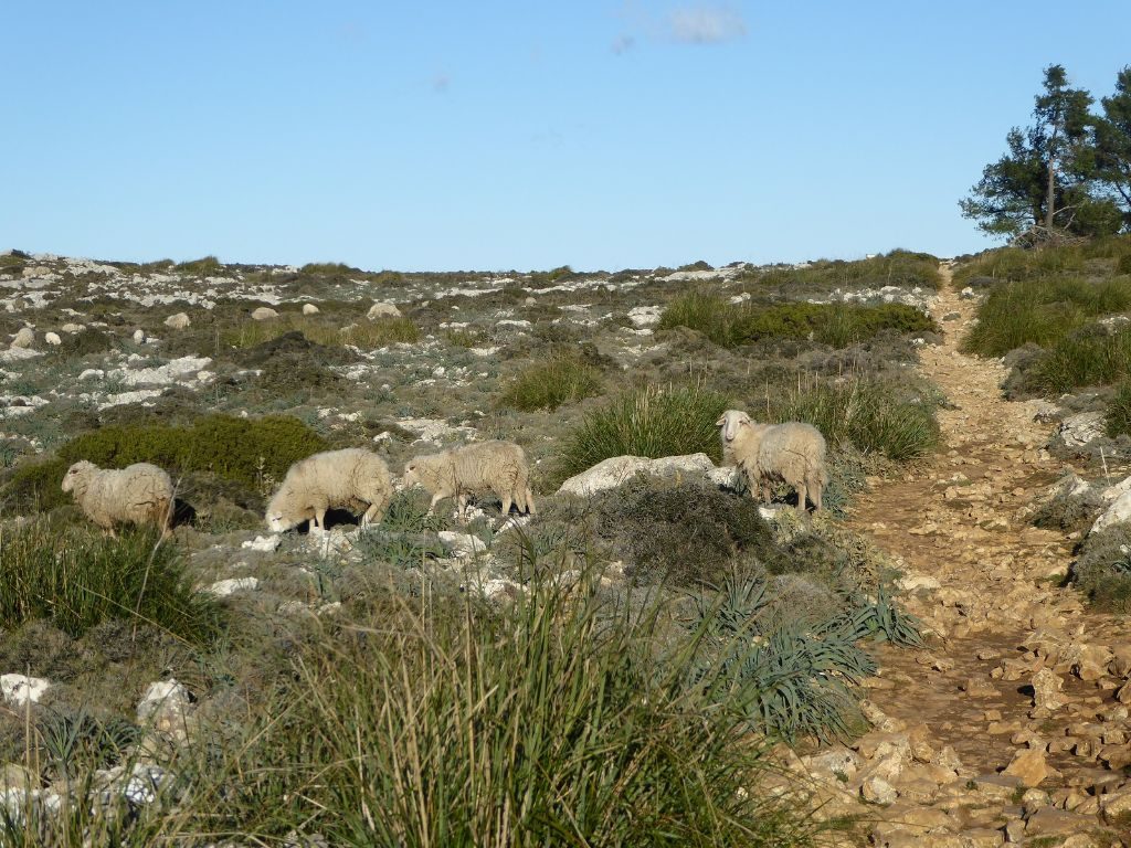 Mallorca kleine Wanderung im Valldemossa Schafe