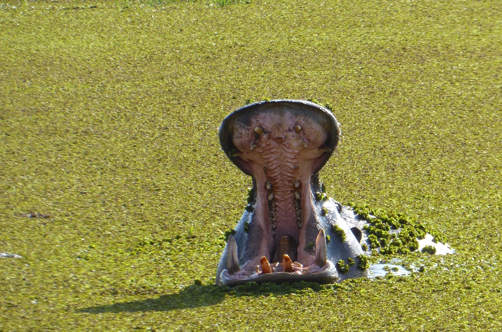 Nilpferd Moremi Botswana