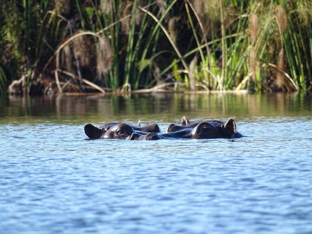 Okavango Delta Flußpferde