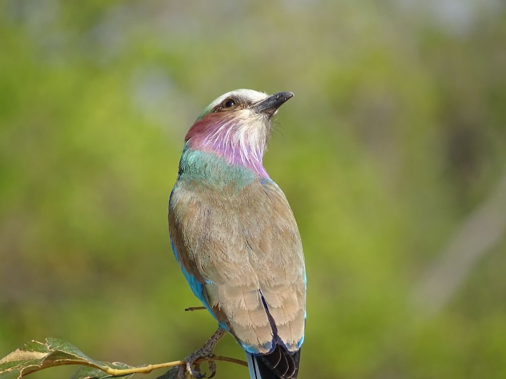 Vogel Botswana