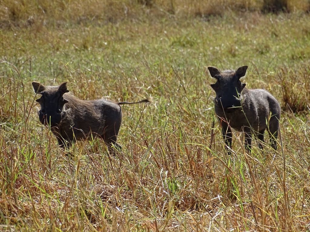 Warzenschweine Okavango Delta