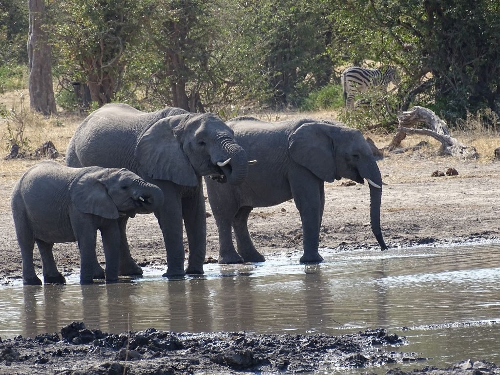Wasserloch Elefanten Savuti