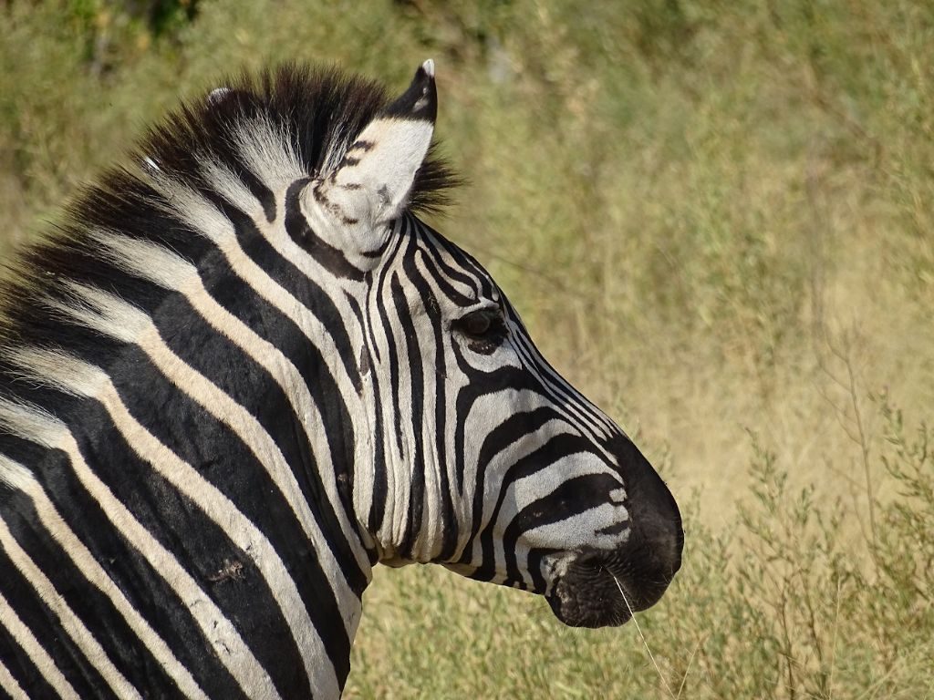 zebra savuti botswana