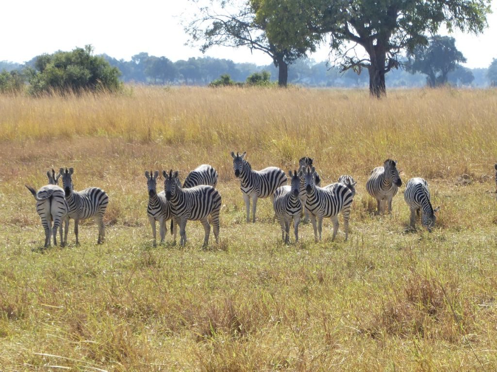 Zebras Okavango Delta