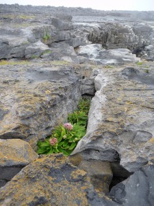 Aran Islands Inselpflanzen