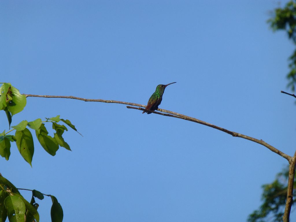 Kolibri Tortuguero Costa Rica